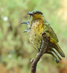 Little Bee-eaters