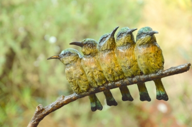 Little Bee-eaters