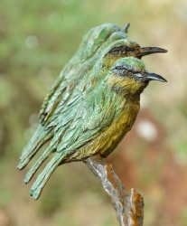 Little Bee-eaters