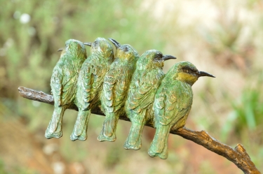 Little Bee-eaters