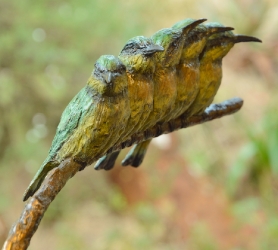 Little Bee-eaters