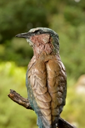 Lilac-breasted Roller