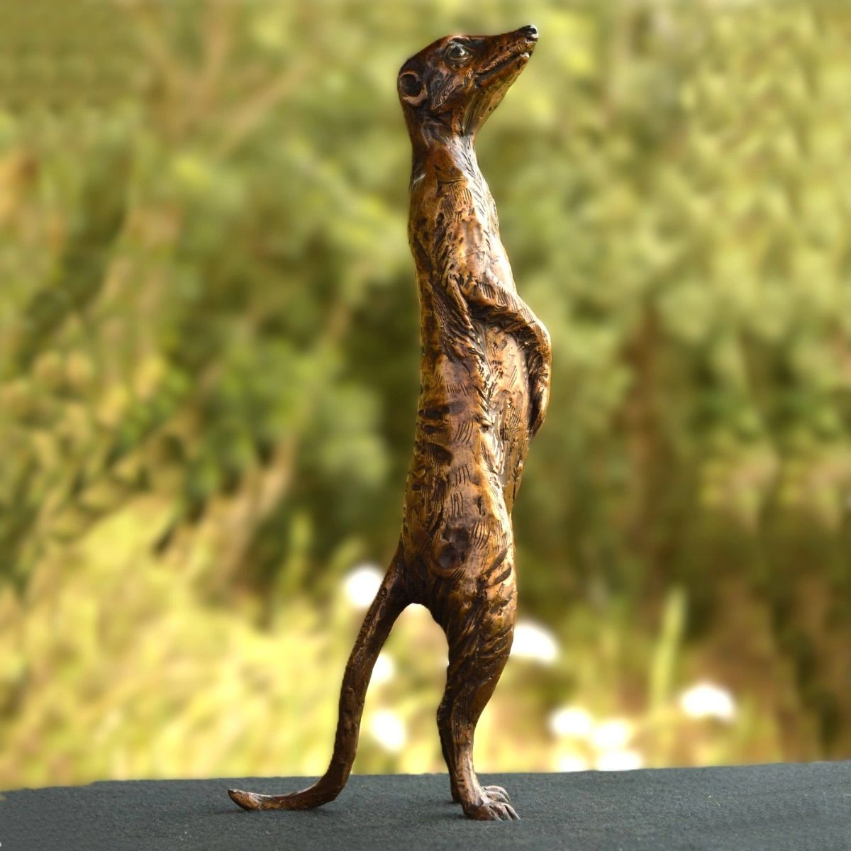 Meerkats - Neighbourhood Loner