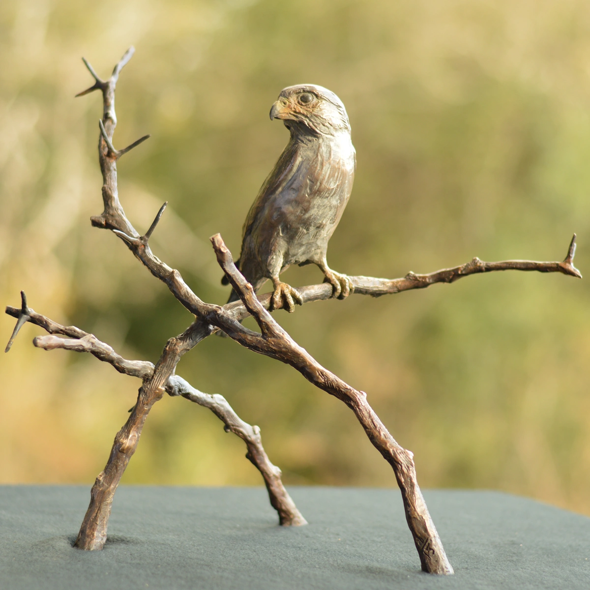 Pygmy Falcon