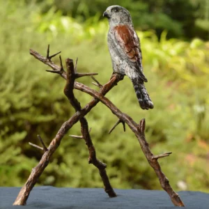 Pygmy Falcon on Thorny Branches