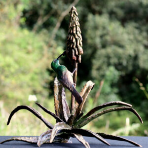 Double Collard Sunbird on Aloe