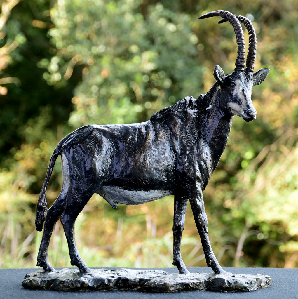 Sable Antelope